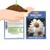 Shasta Daisy Flower Seeds - Alaska Variety - 1 Gram Seed Packet - White Blooms, Yellow Centers - Perennial Daisies - Flower Gardening   566996821